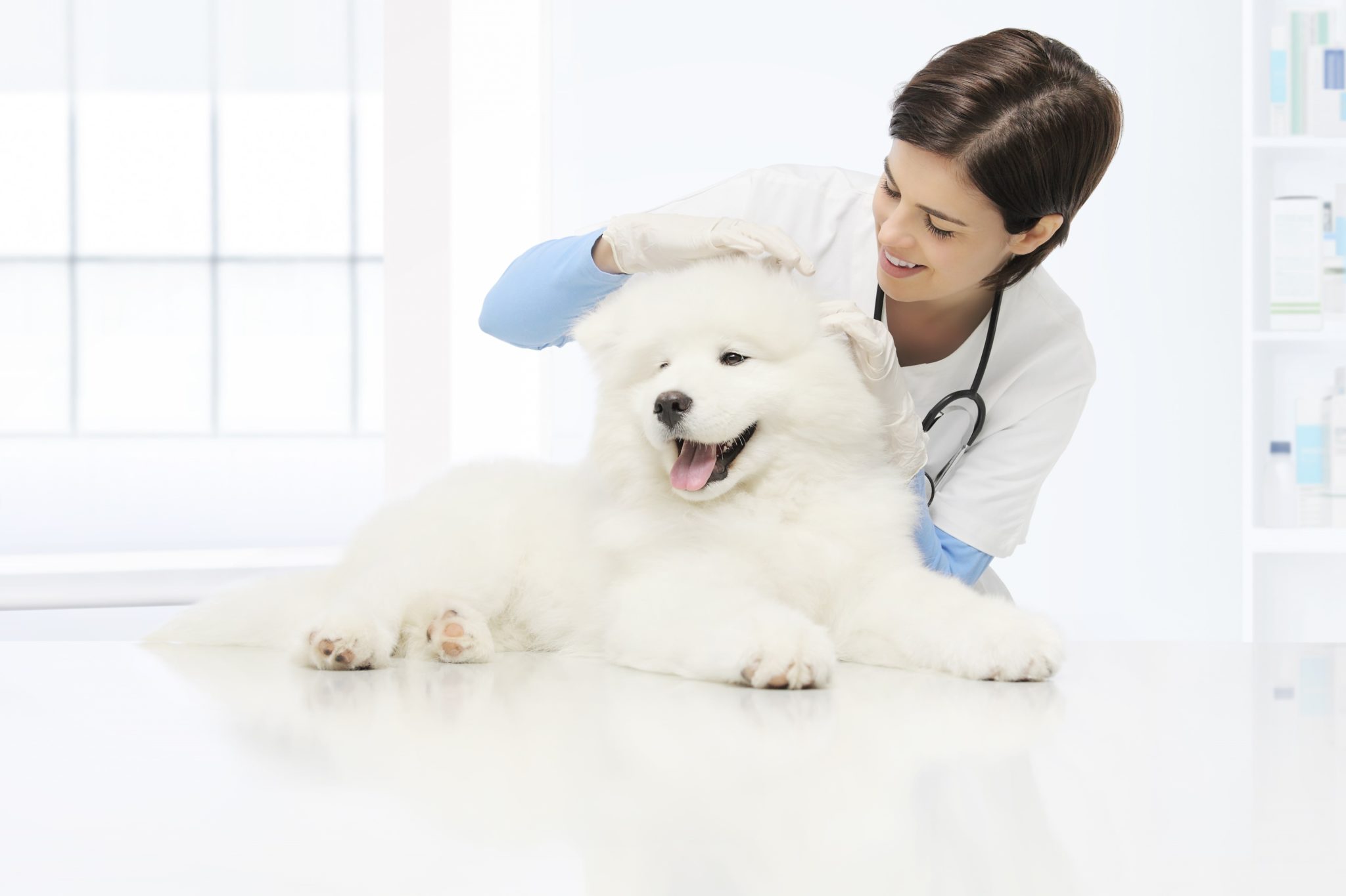 examen vétérinaire chien vétérinaire vérifie les oreilles chien sur la table en clinique vétérinaire