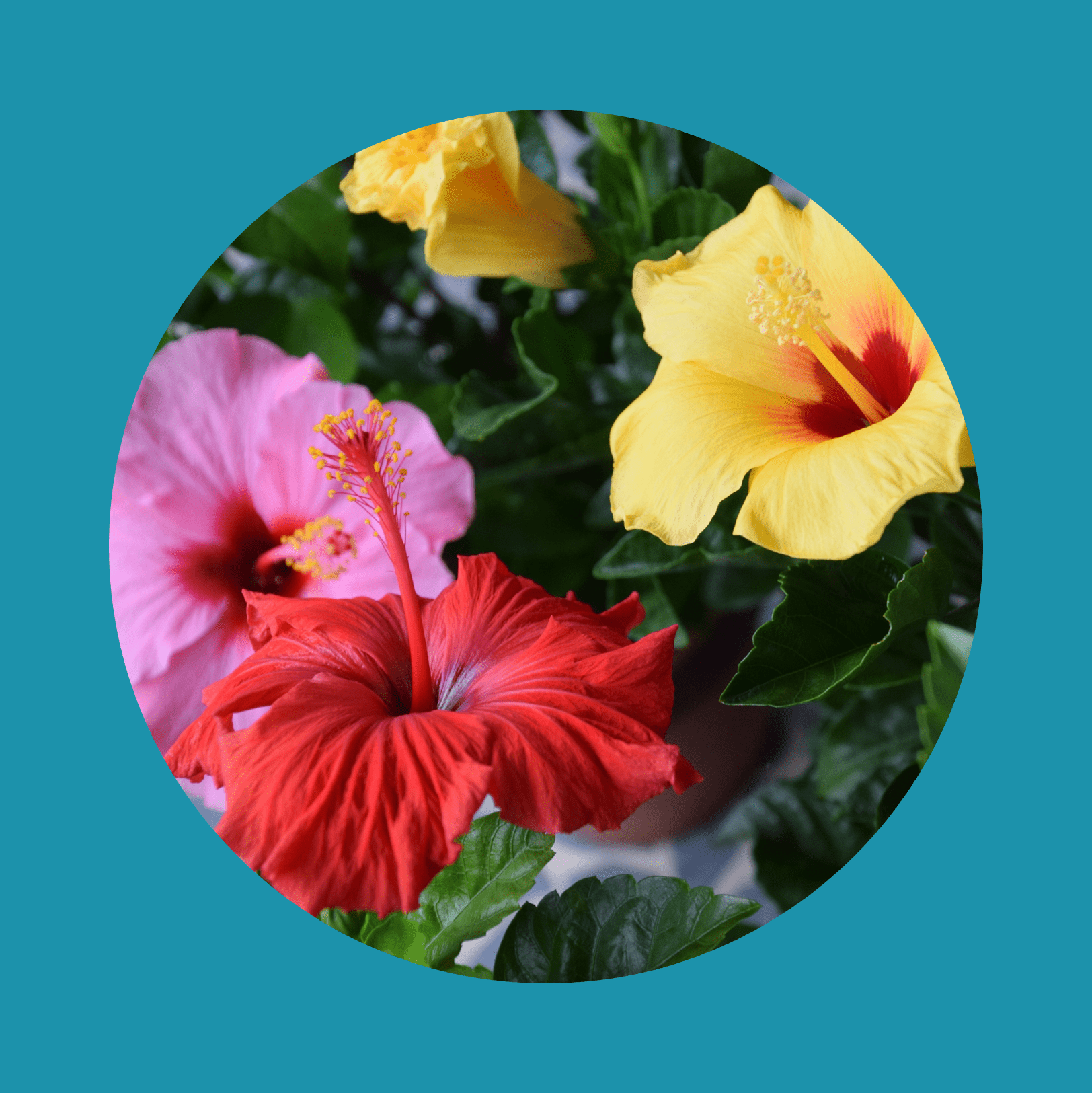 Three-color Hibiscus / Three-color hibiscus flower (close-up)