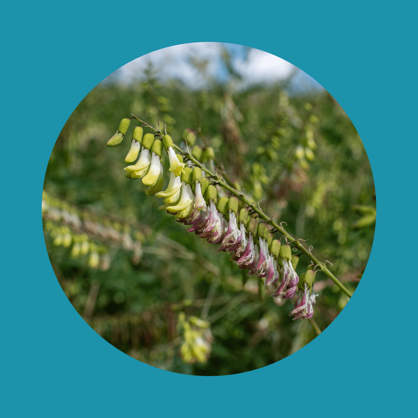 Field of Mongolian milkvetch (Astragalus membranaceus).