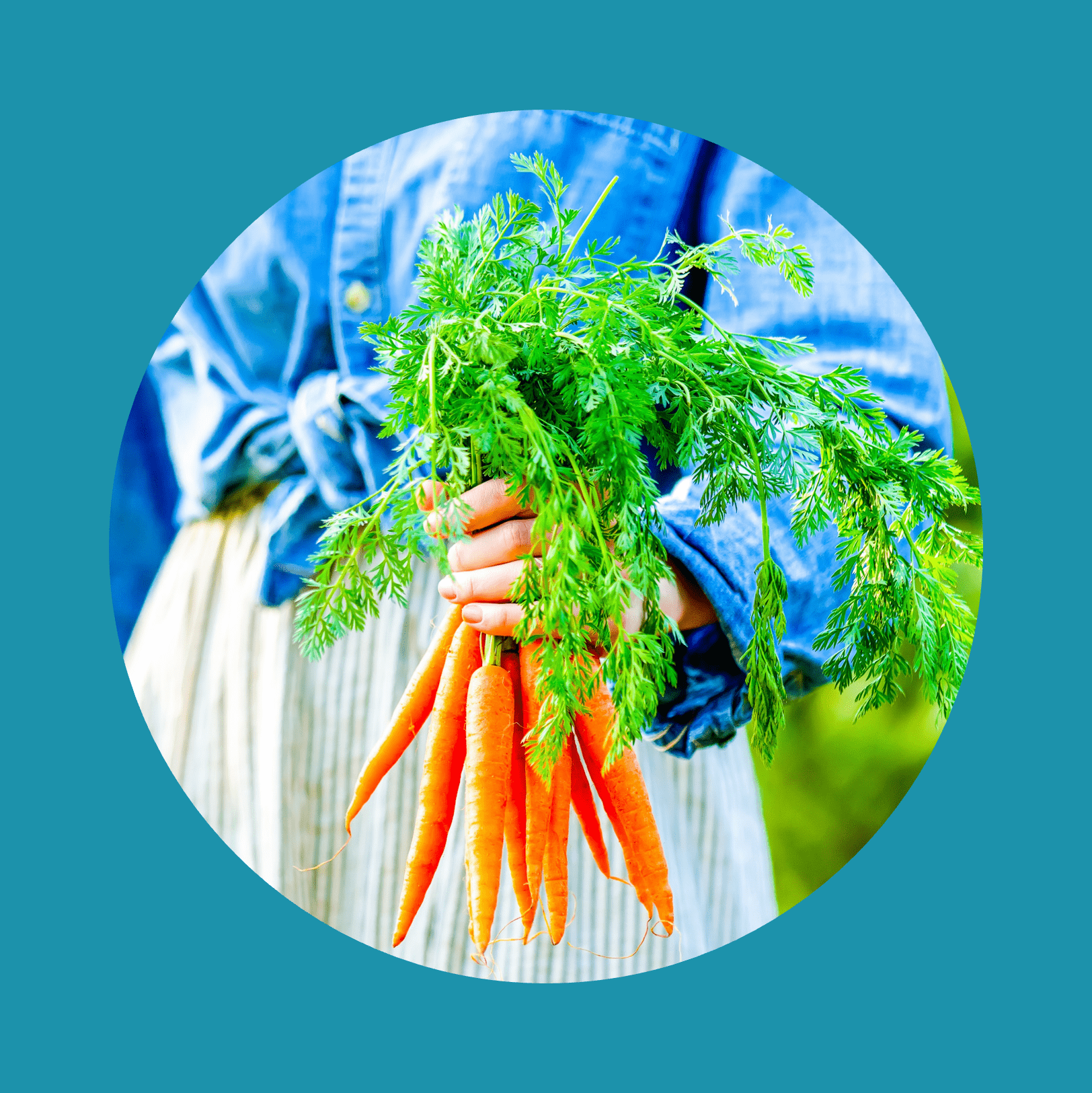 Woman holds fresh carrots in a garden