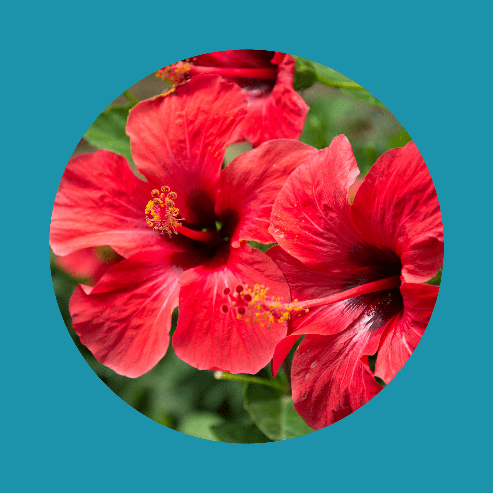 Red hibiscus flower on a green blurred background