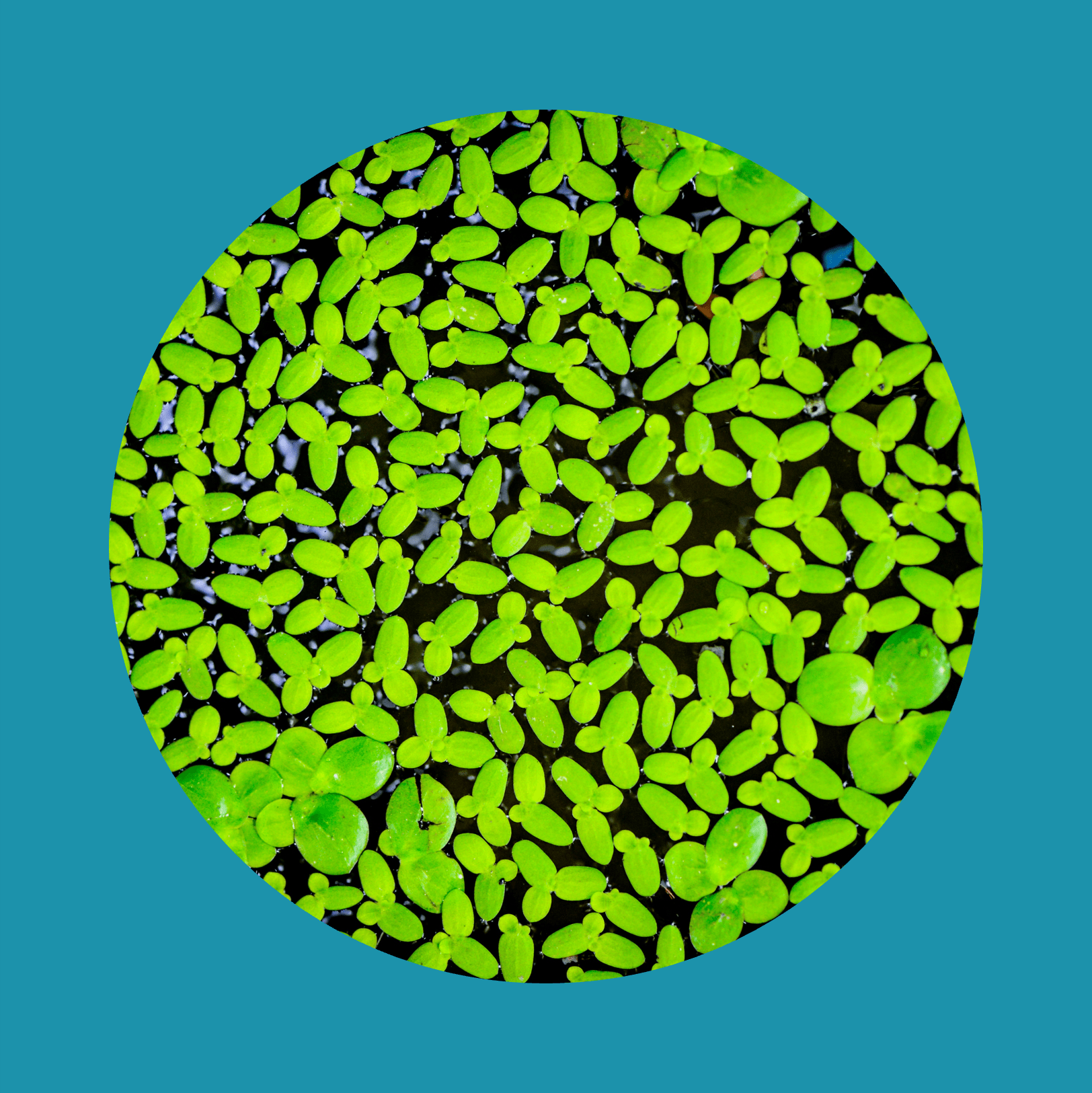 Les lentilles d'eau en arrière-plan