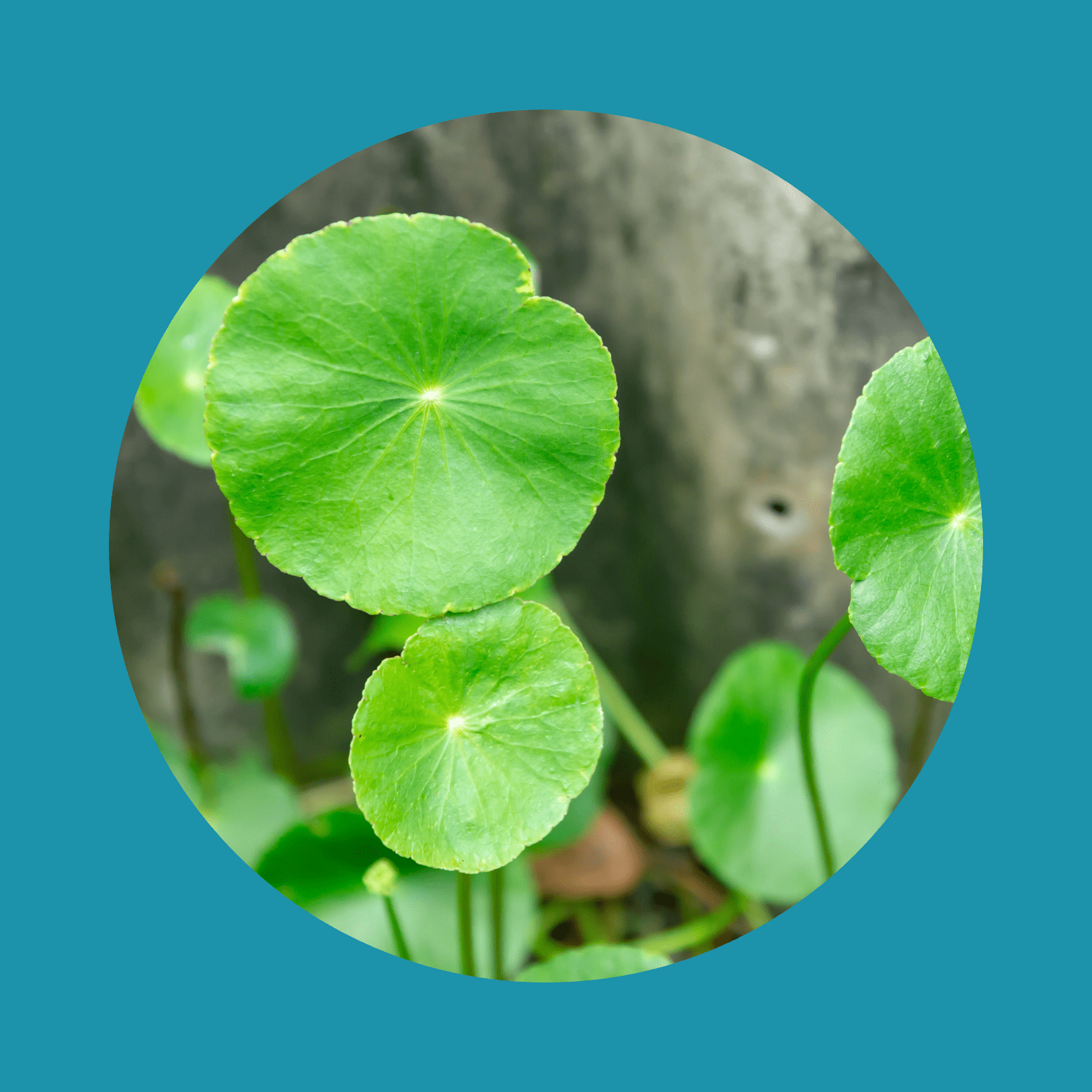 Green centella asiatica, pennywort