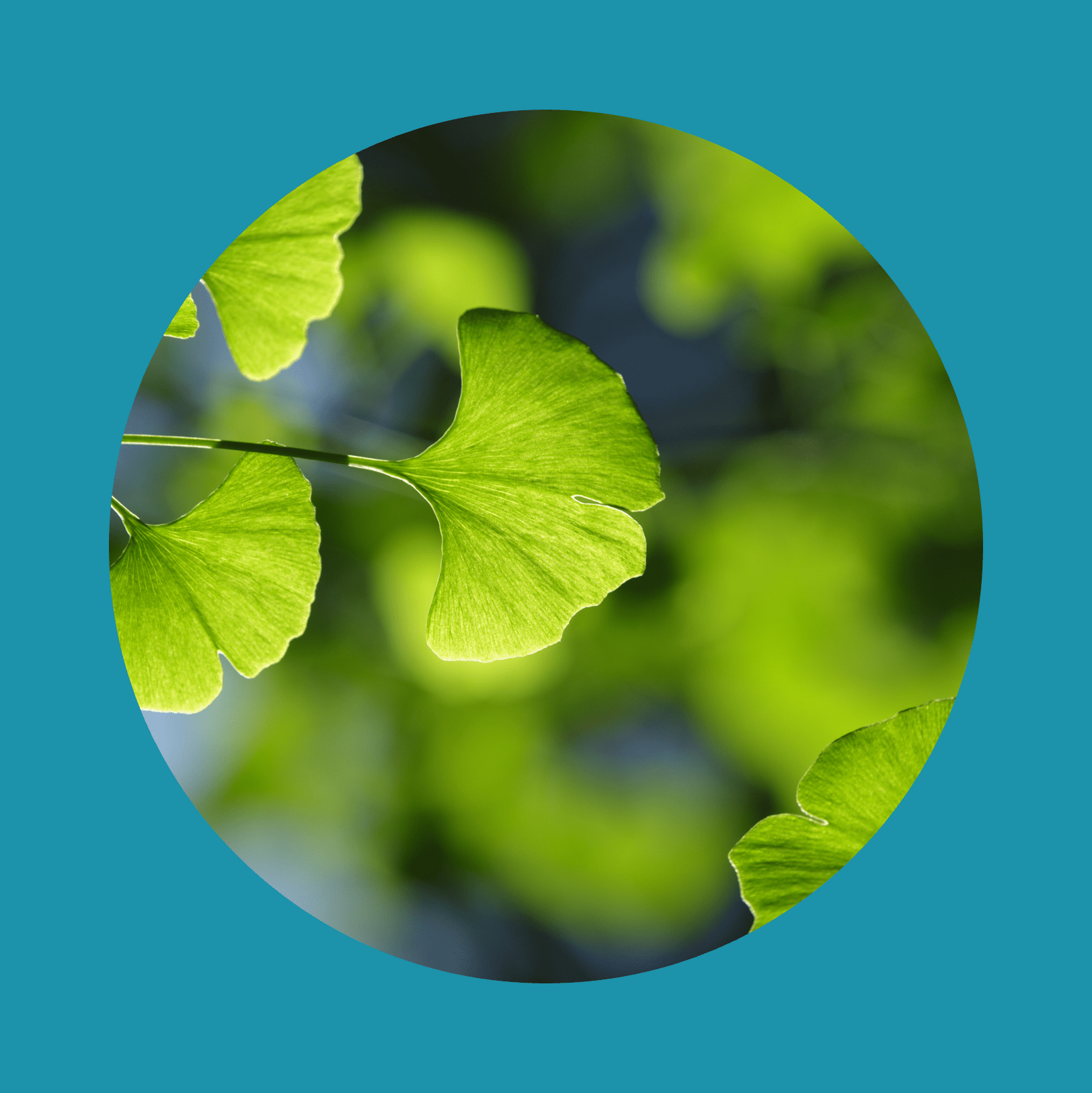 Ginkgo biloba tree. Green leaves of the in bright illumination with a blurred background